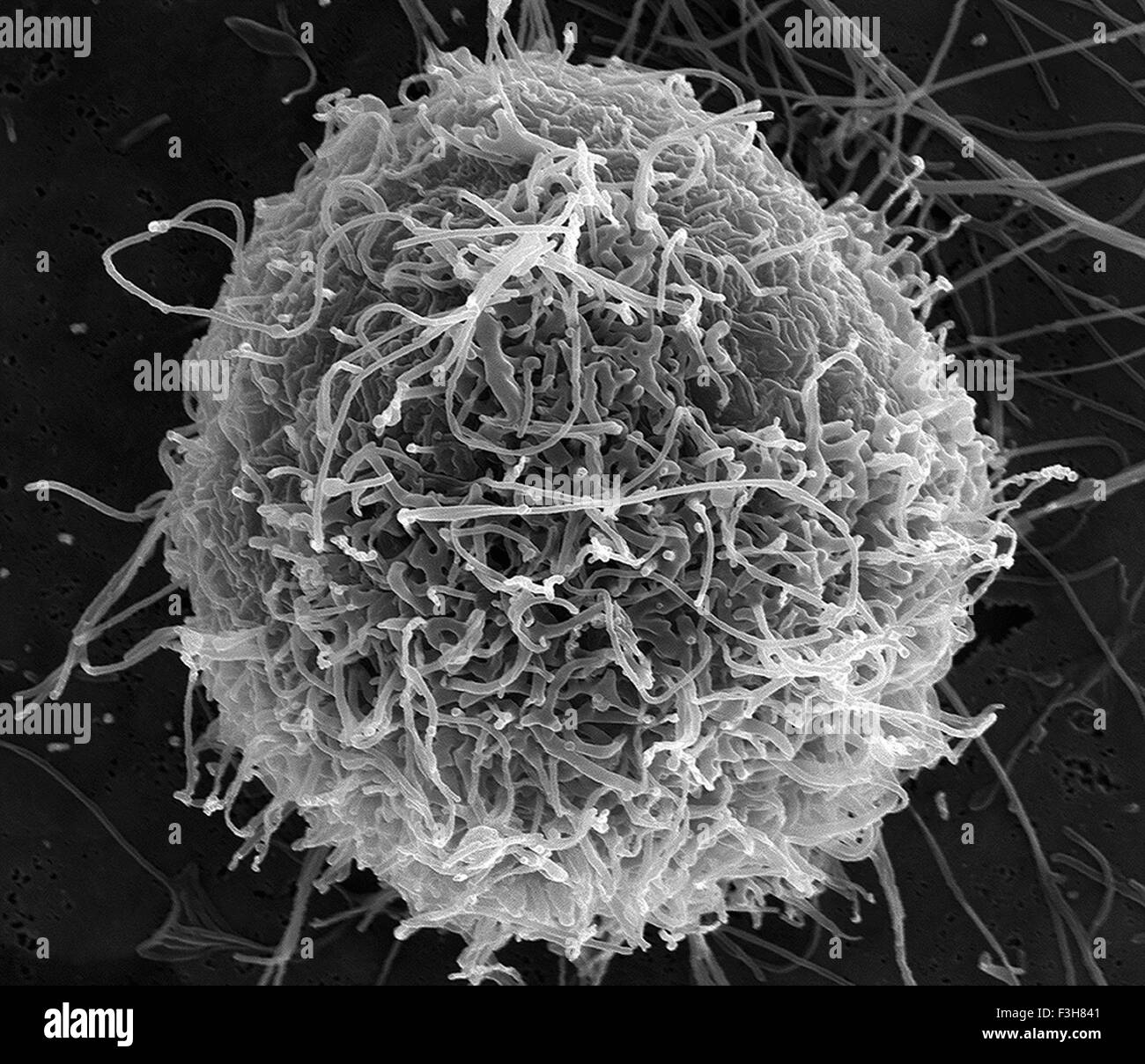 Les particules de virus Ebola filamenteux d'un bourgeonnement infectés chroniquement-cellule Vero E6 Banque D'Images