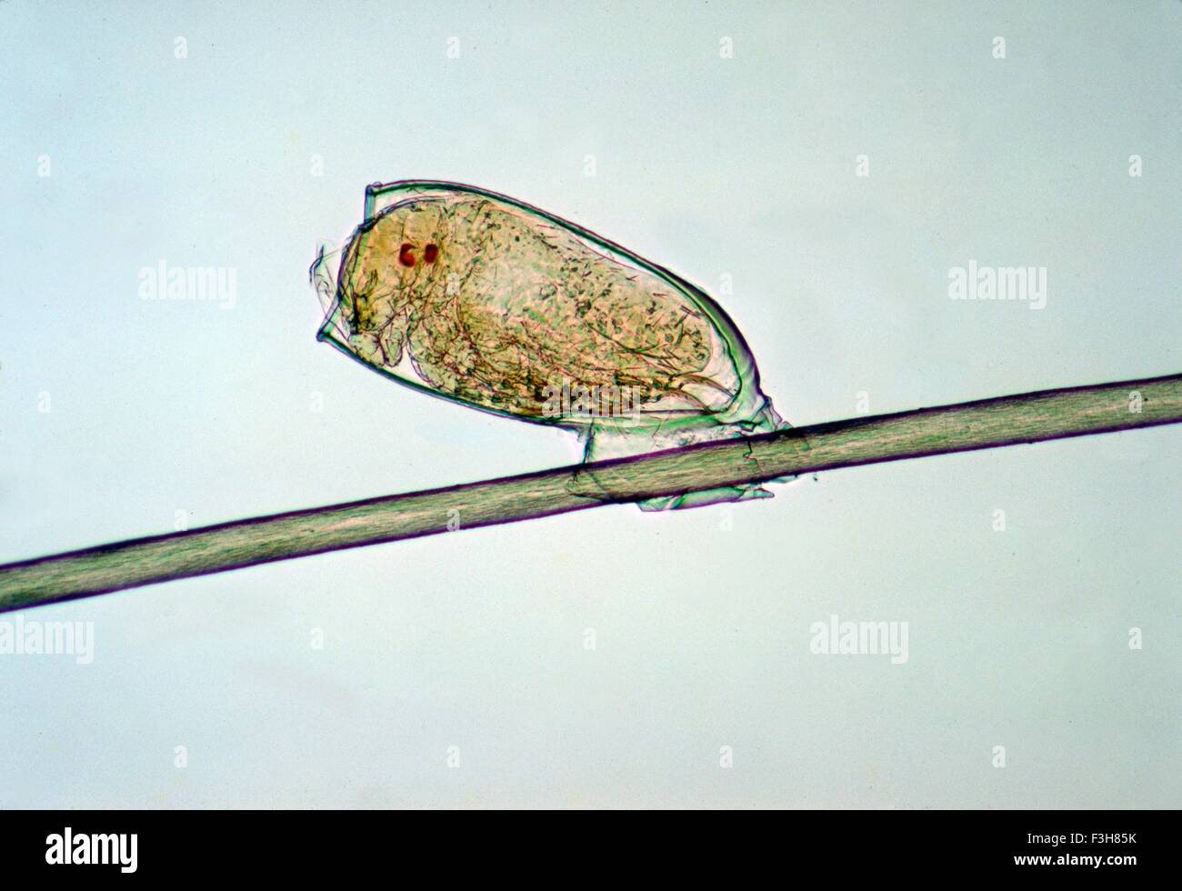 Nymphe de poux de tête, ou Pediculus humanus var. capitis, sur le point ...