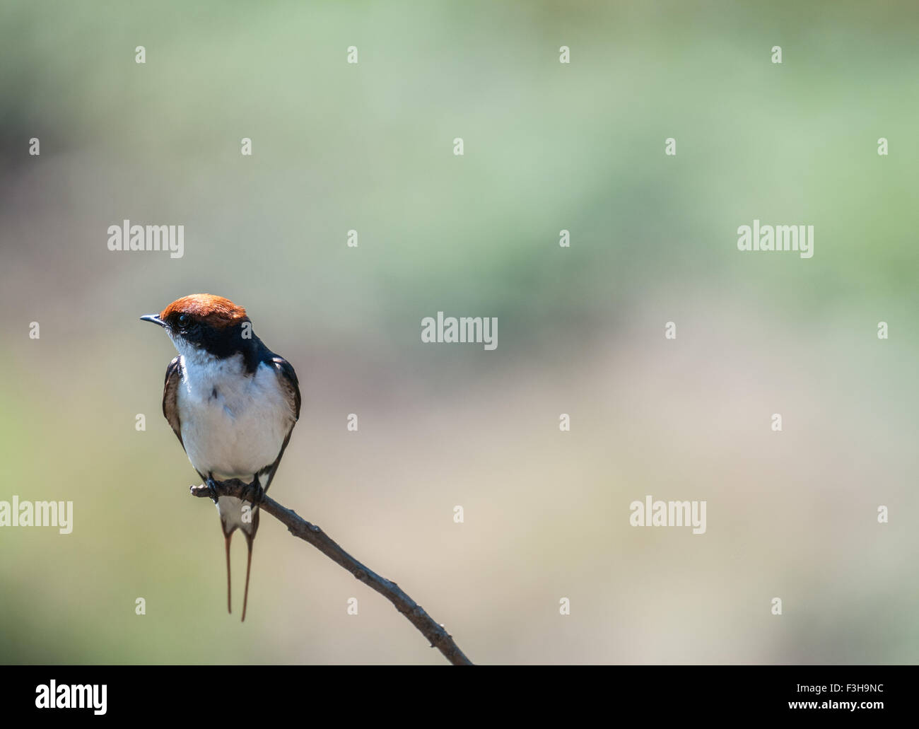 Wire-tailed swallow perché sur une branche mince Banque D'Images