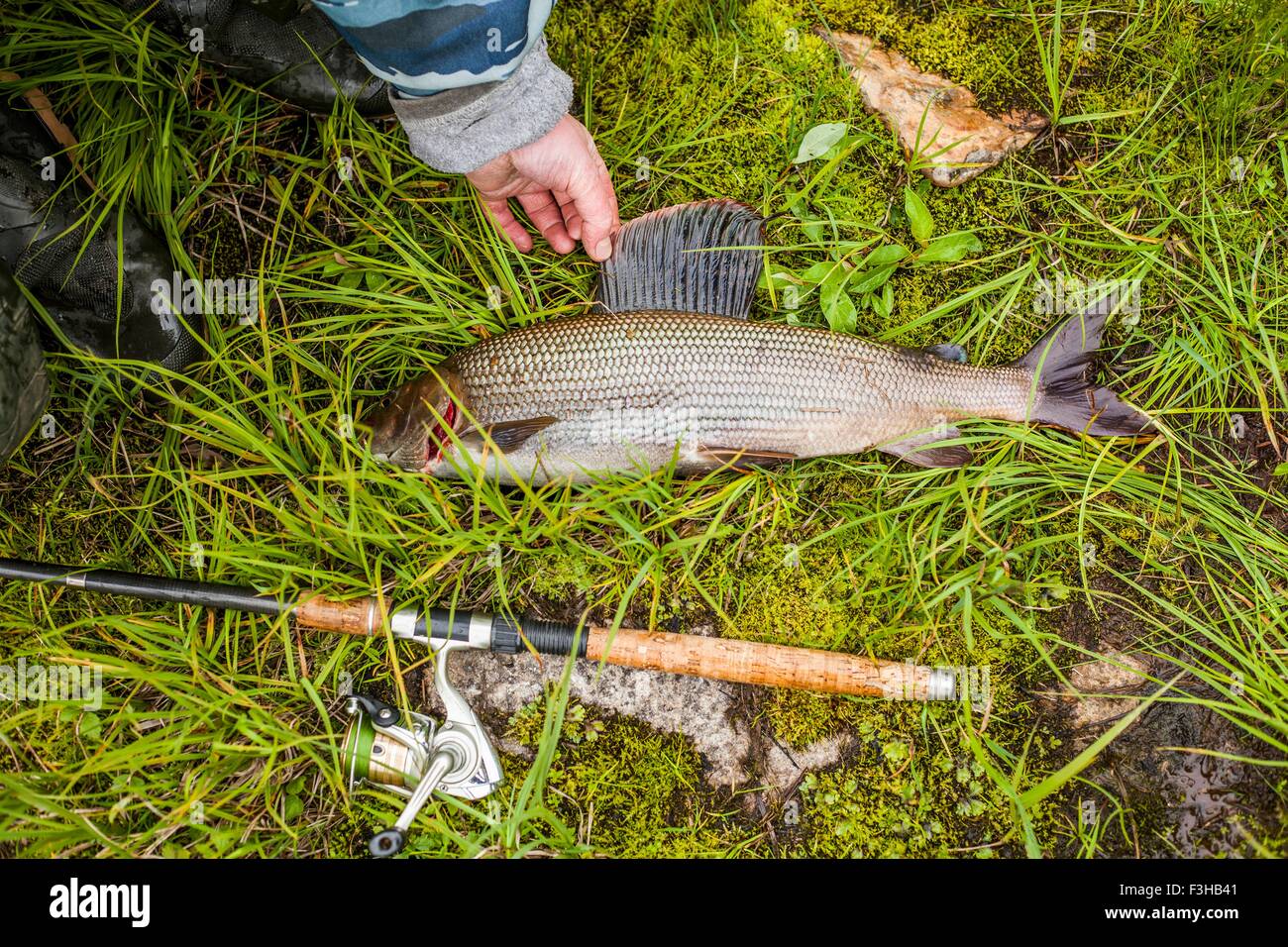 Fin de l'épandage de pêcheurs de poissons capturés sur l'herbe Banque D'Images