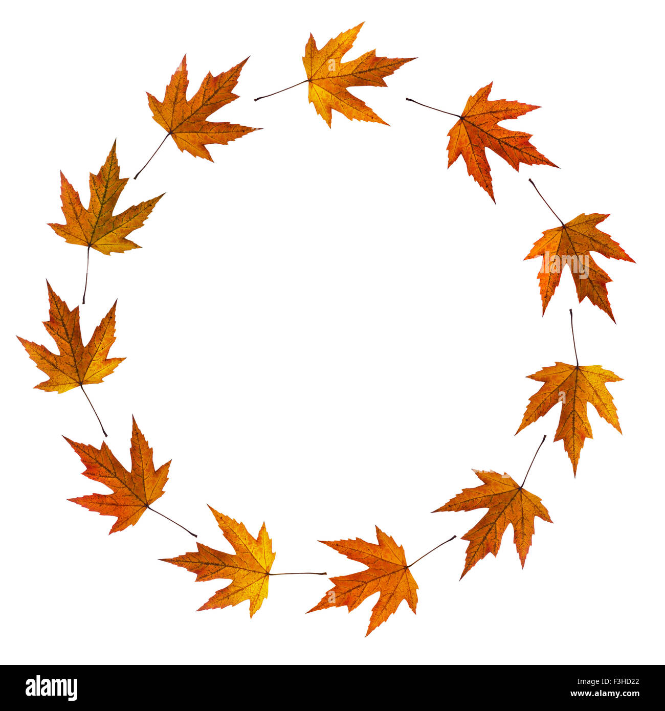 L'automne, bague feuille d'automne. L'arrière-plan. Isolé sur blanc. Avion quitte je crois. Banque D'Images