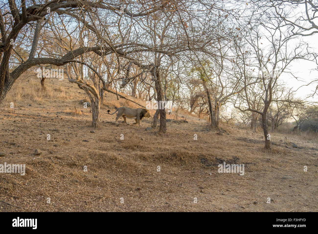 Lion asiatique dans son habitat (Panthera leo persica) à Rif forêt, Gujarat, Inde. Banque D'Images