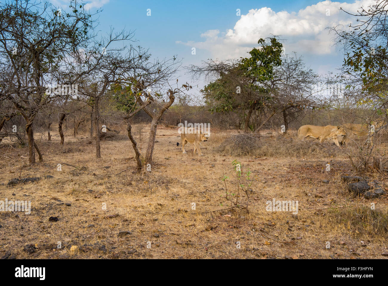 Asiatic Lions Pride [Panthera leo persica] au RIF Forêt, Gujarat Inde. Banque D'Images