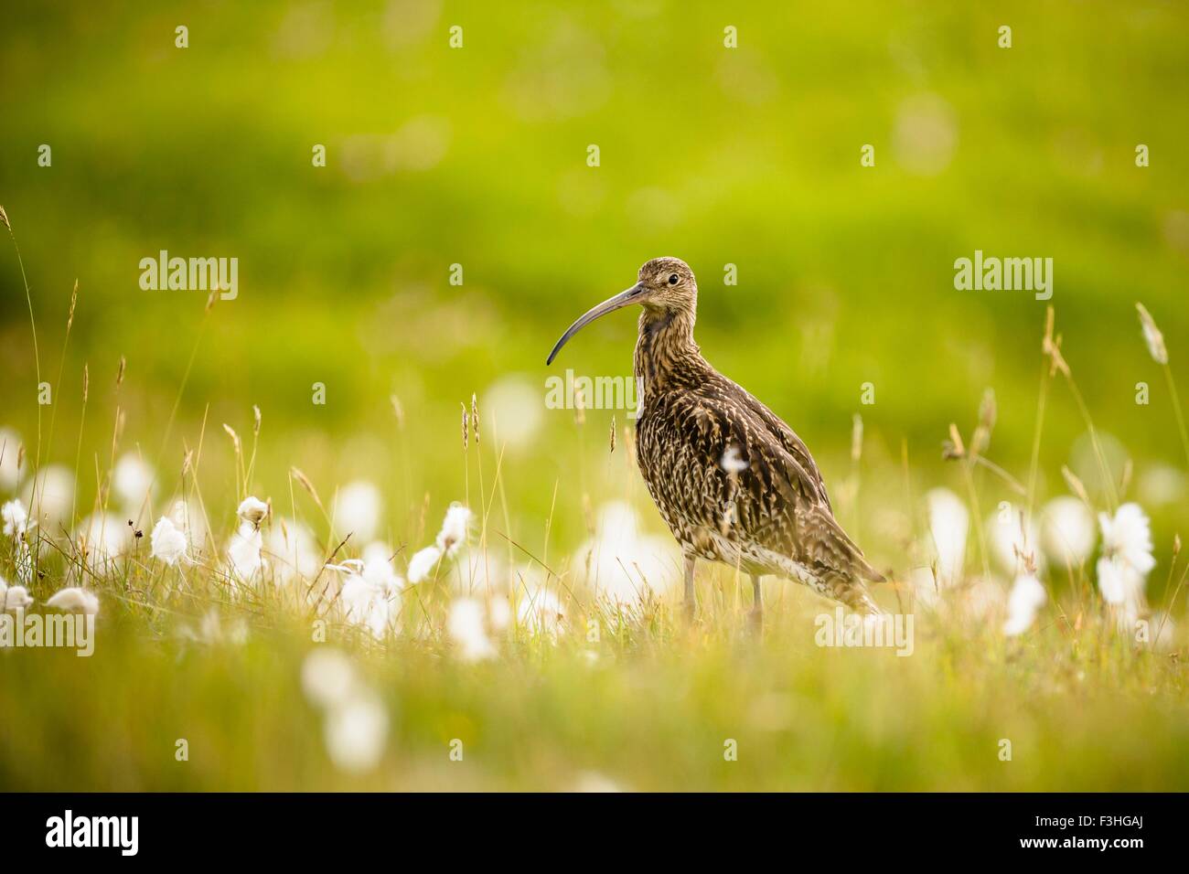 Vue latérale du Courlis cendré (Numenius arquata) dans l'herbe en coton Banque D'Images