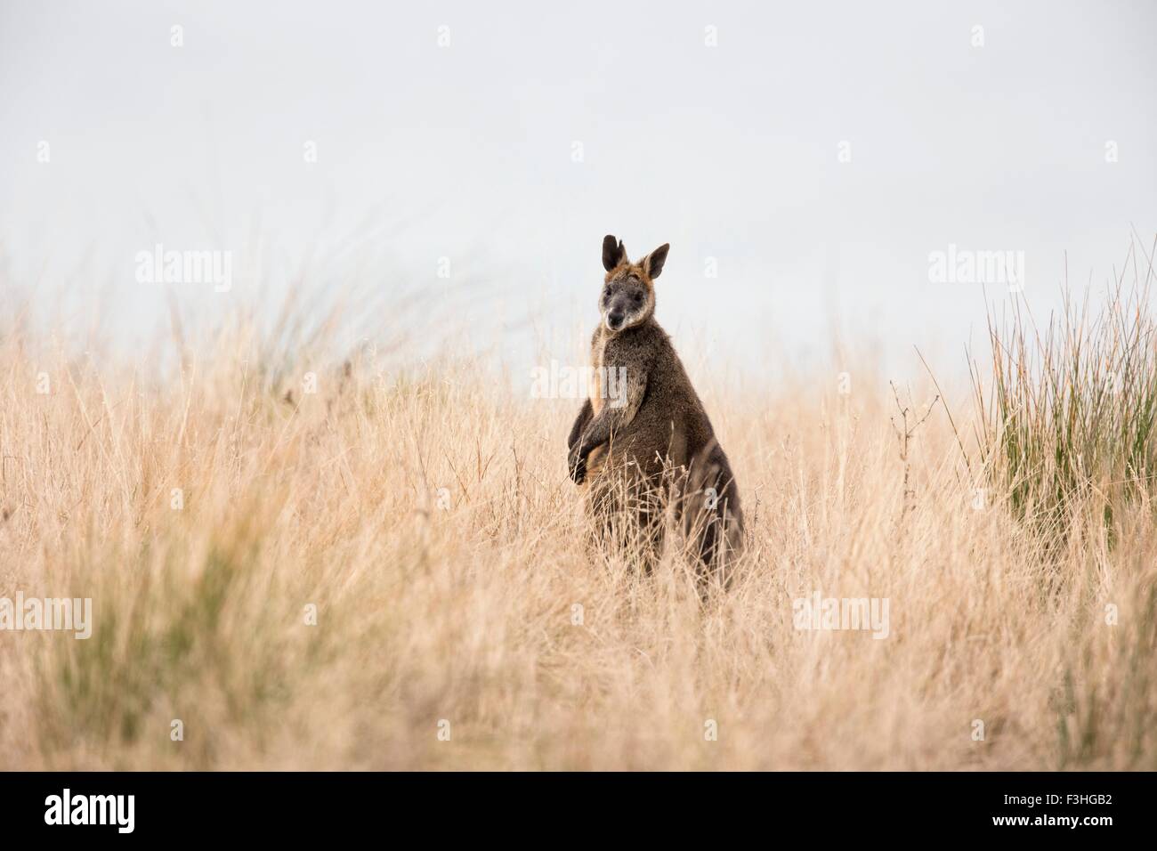 Vue latérale du Swamp Wallaby (Wallabia bicolor) looking at camera, Phillip Island, Victoria, Australie Banque D'Images