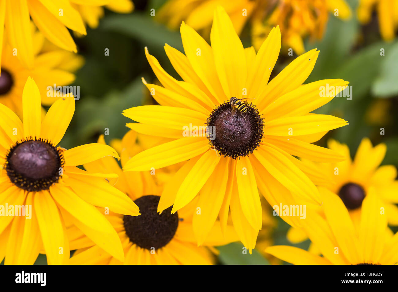 Couleurs vives ou rudbeckia susans black eyed, à la fin de l'été jardin. Banque D'Images