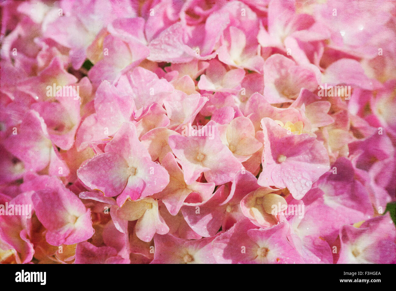 Close up d'un hortensia rose fleur avec un effet de texture vintage. Banque D'Images