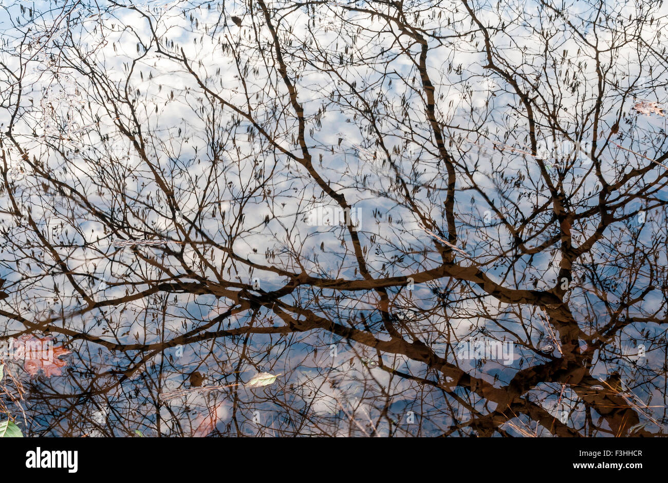 Reflet de l'arbre dans le lac Banque D'Images