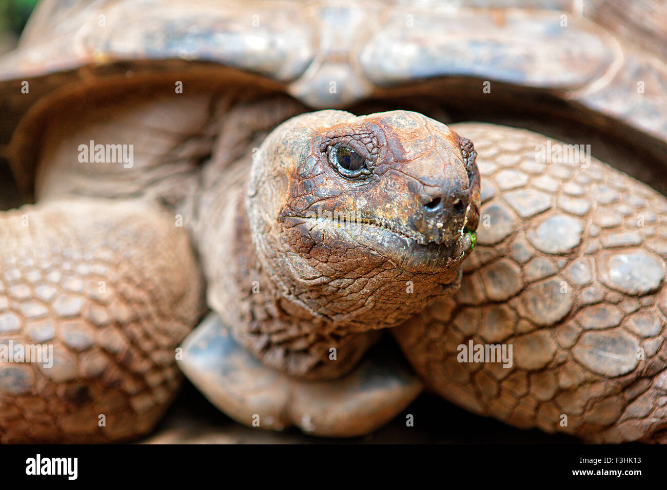 L'un des 157 tortues géantes de l'île de Changuu (Prison) de Zanzibar. Banque D'Images