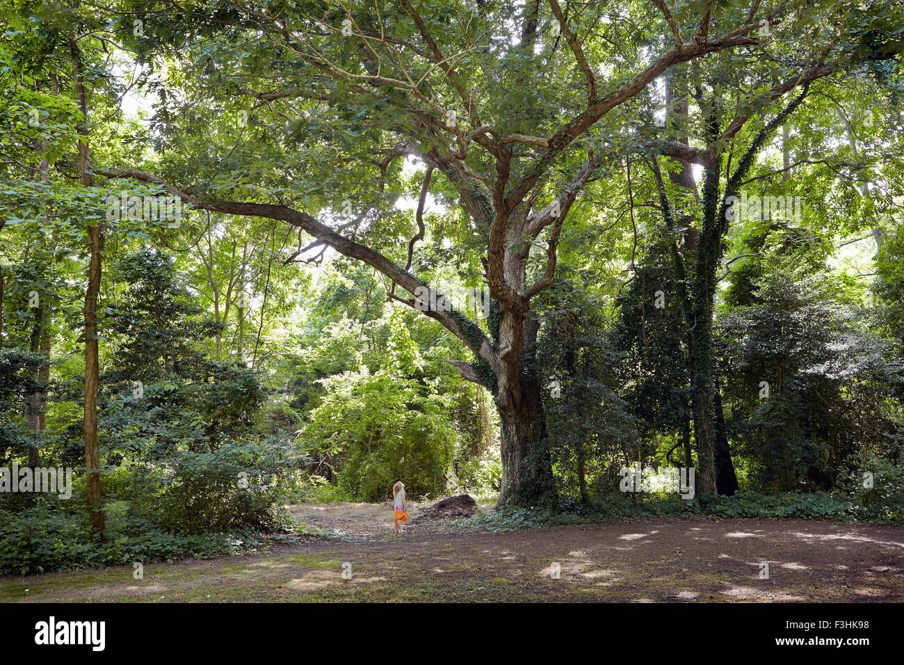 Vue éloignée sur girl au grand arbre de la forêt Banque D'Images