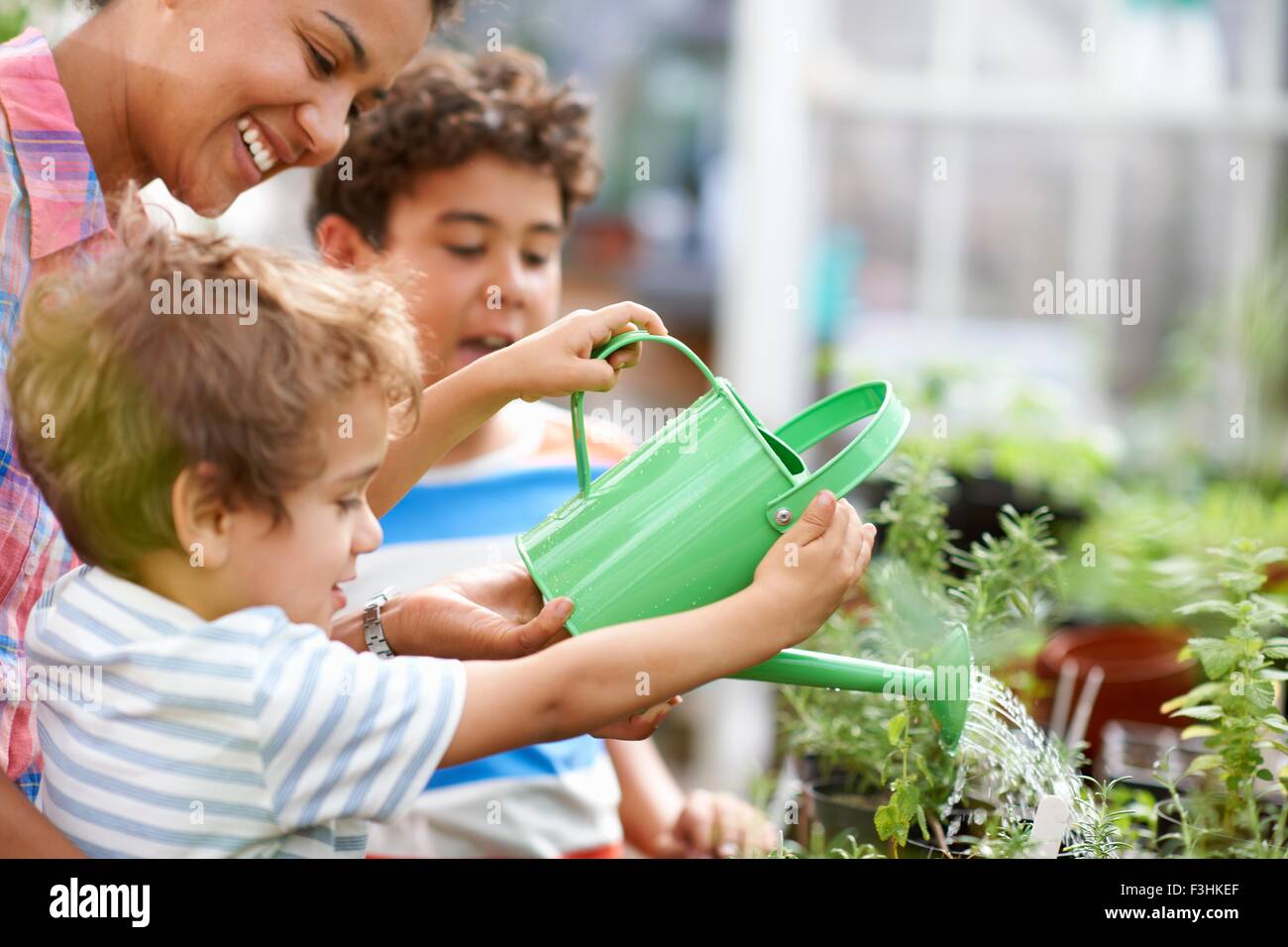 Mid adult woman et deux fils watering plants in greenhouse Banque D'Images
