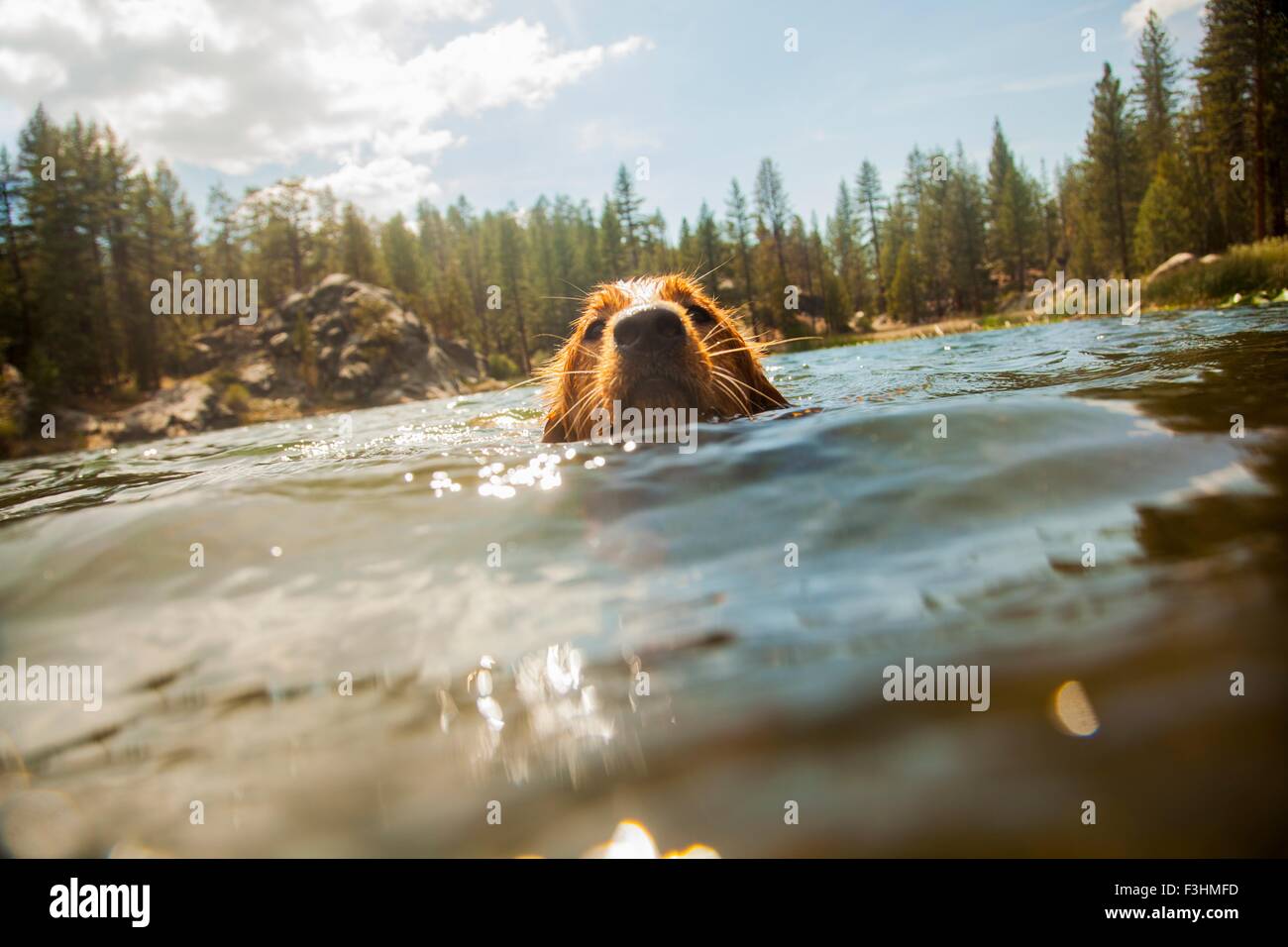 Niveau de la surface vue avant du chien piscine looking at camera, High Sierra National Park, California, USA Banque D'Images