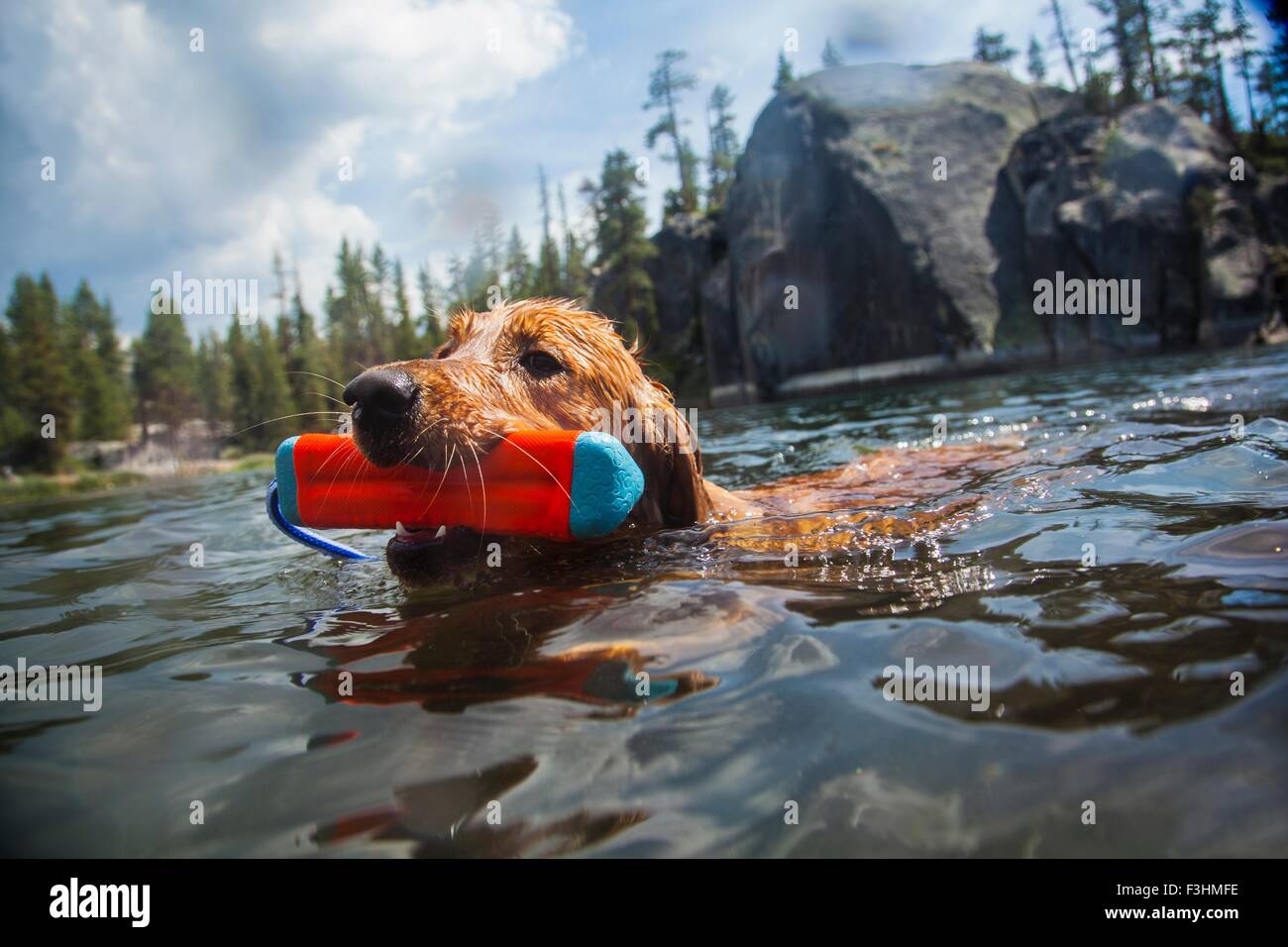 Piscine chien jouet transportant en bouche, High Sierra National Park, California, USA Banque D'Images