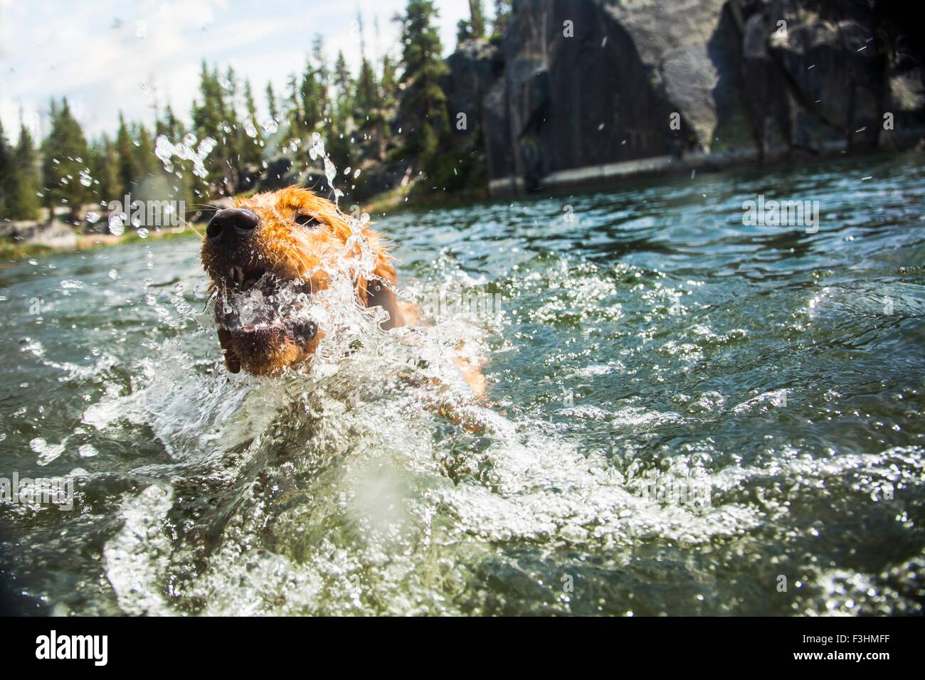 Chien splashing in water, High Sierra National Park, California, USA Banque D'Images