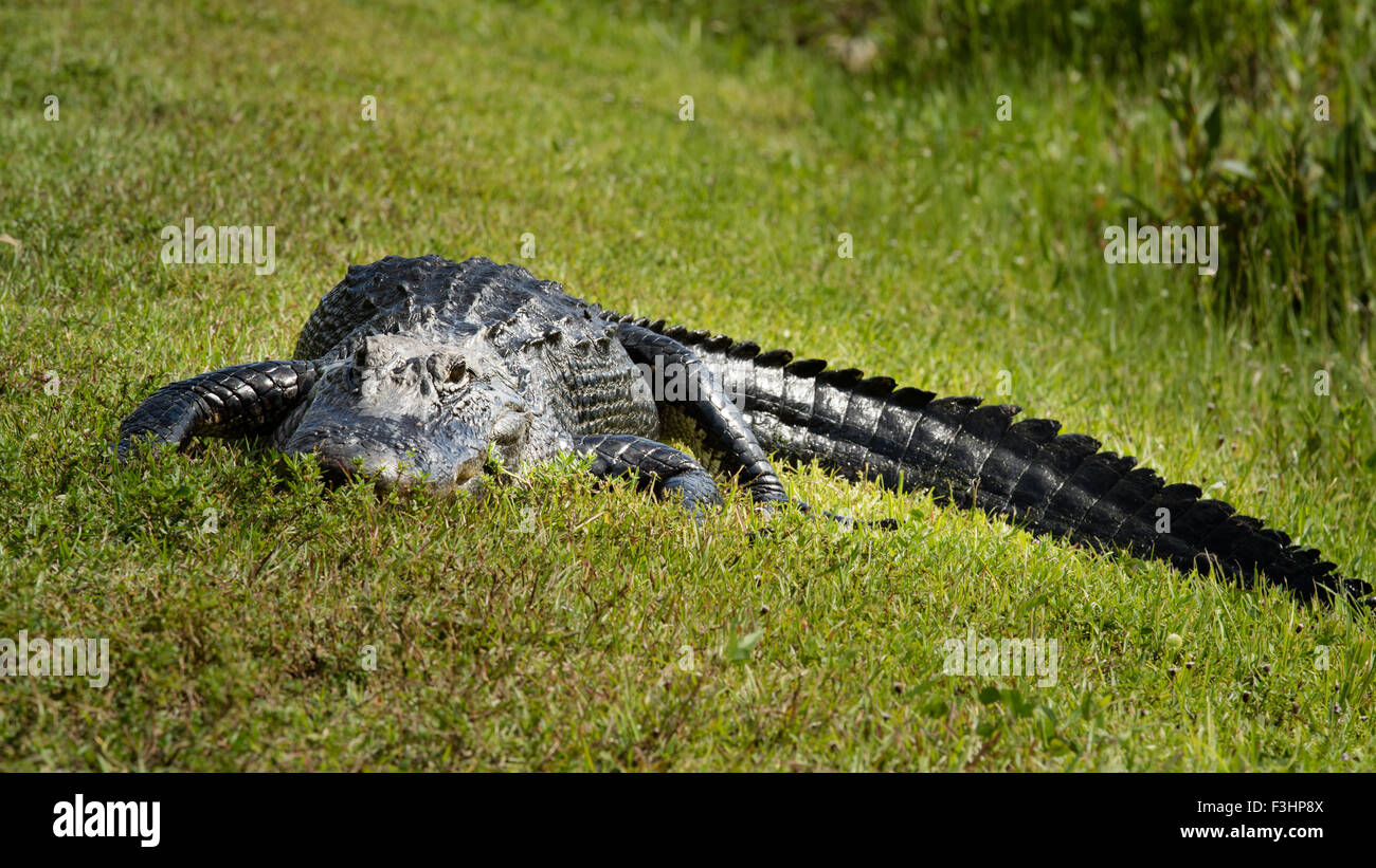 Un alligator a photographié à un angle bas reposant sur l'herbe Banque D'Images