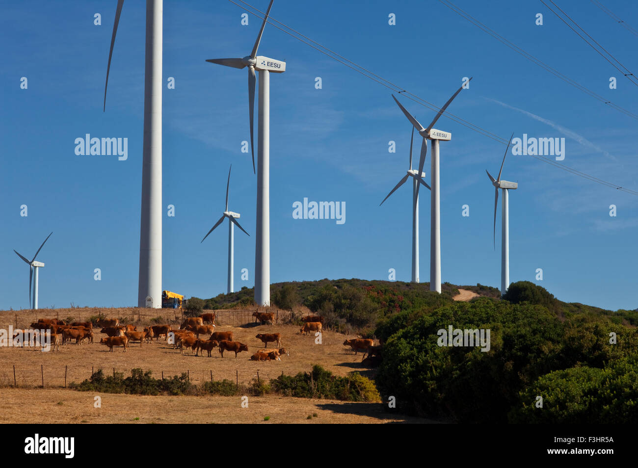 Générateurs du vent ou les moulins à vent avec un troupeau de bovins, près de Casares, la province de Malaga, Andalousie, Espagne Banque D'Images