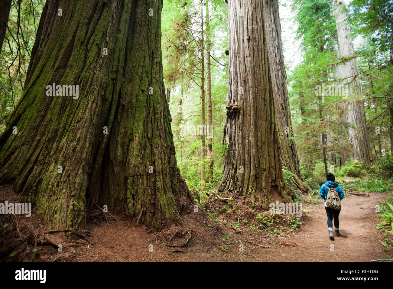 Un randonneur marche dernières arbres Séquoia géant tout en visitant Stout Grove, Jedediah Smith Redwoods State Park. Banque D'Images