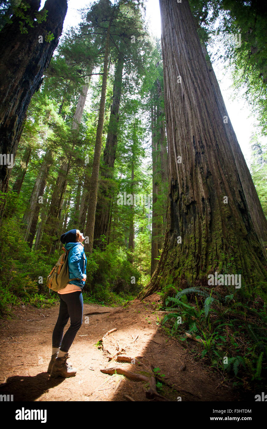 Un randonneur regarde à travers la lumière du soleil à un géant dans la région de Redwood Tree Stout Grove, Jedediah Smith Redwoods State Park. Banque D'Images