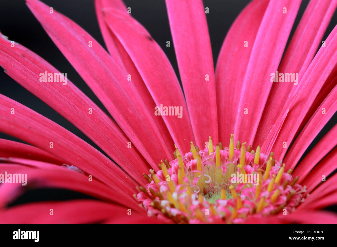 Close up of gerbera flower Banque D'Images