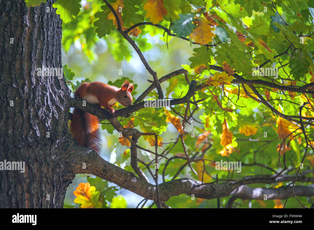 Gros plan sur l'écureuil chêne automne Banque D'Images