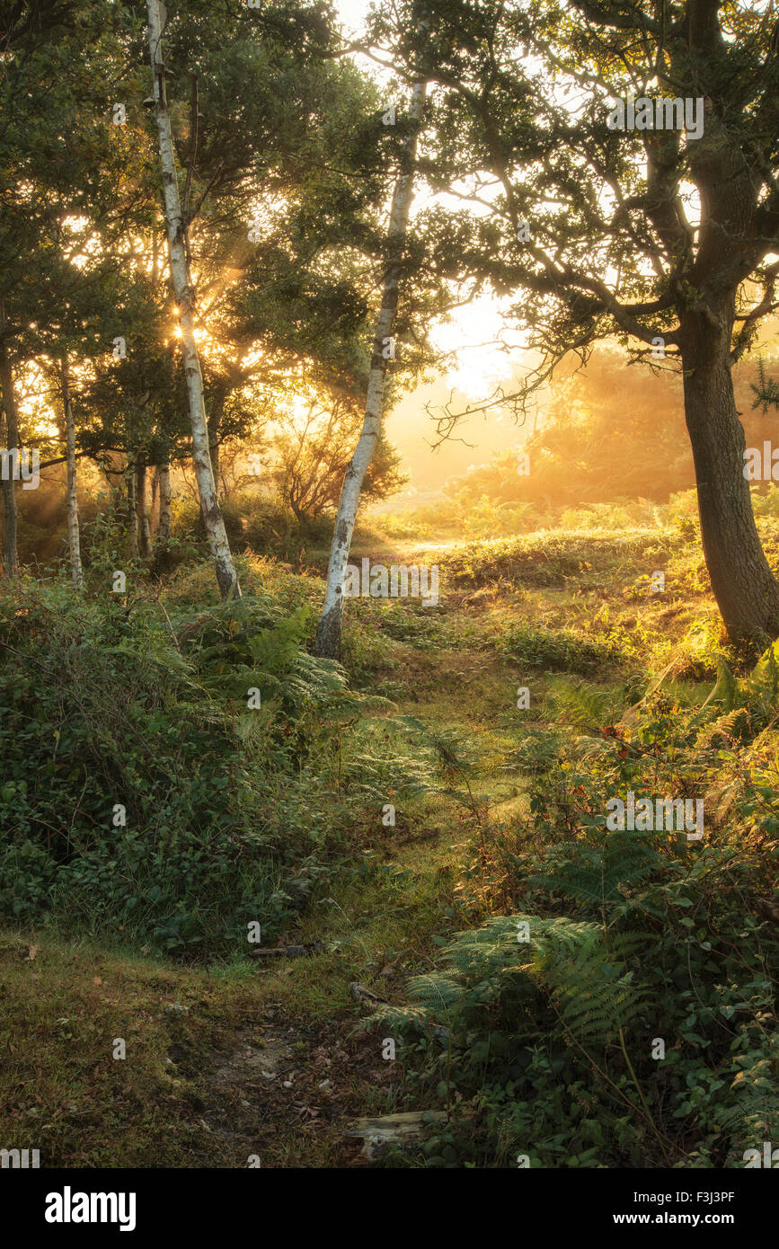 Superbe paysage lever de soleil brumeux en Nouvelle Forêt Campagne Banque D'Images
