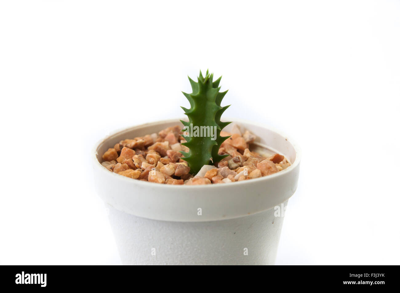 Cactus Banque D'Images