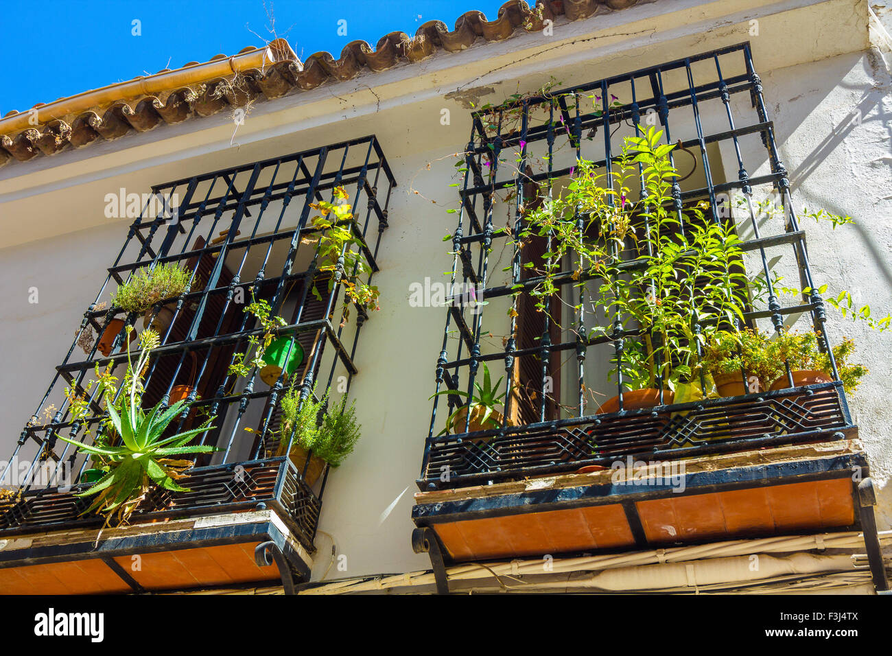 Windows typique avec les grilles et les fleurs décoratives dans la ville de Cordoba, Espagne Banque D'Images