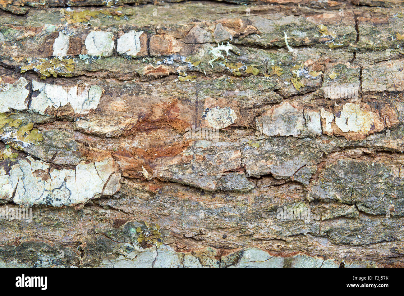 Écorce d'arbre et fond texture pattern Banque D'Images