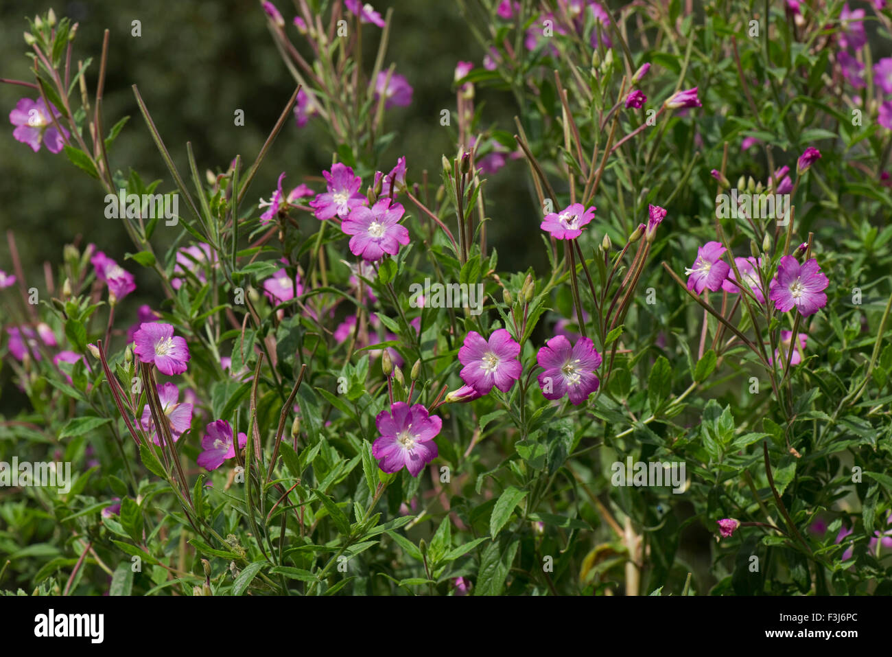 Grand willowherb, Epilobium hirsutum, la floraison le long des rives du canal Kennet & Avon en été, Juillet, Berkshire Banque D'Images
