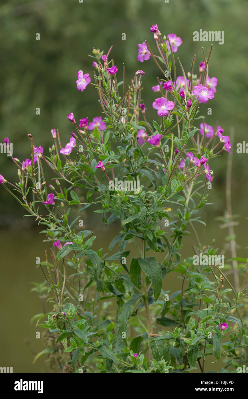 Grand willowherb, Epilobium hirsutum, la floraison le long des rives du canal Kennet & Avon en été, Juillet, Berkshire Banque D'Images