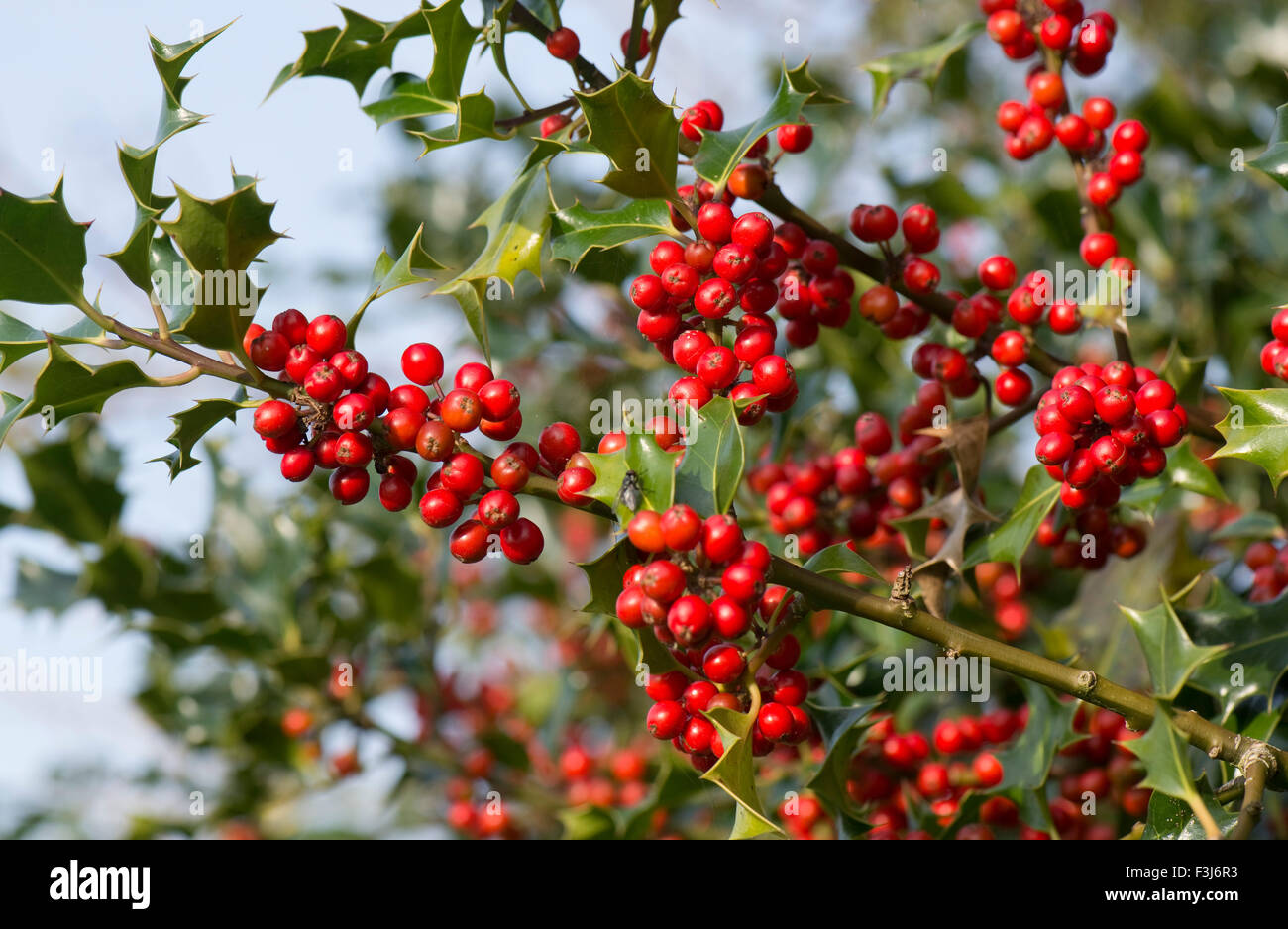 Houx, Ilex aquifolium, fruits rouges et feuilles vertes au début de l'automne, Berkshire, Royaume-Uni, octobre Banque D'Images