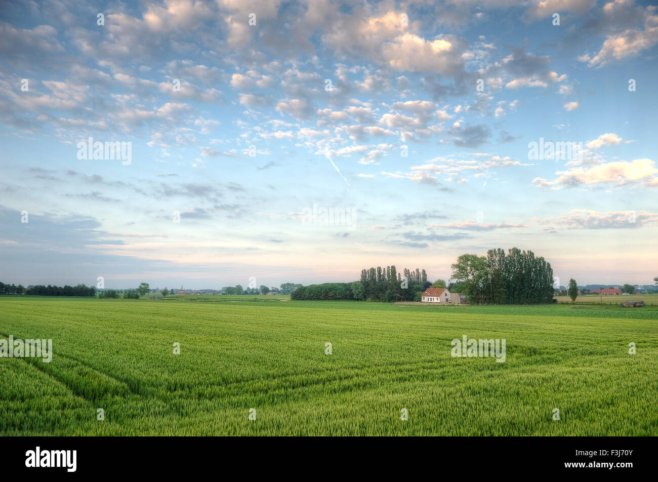 Au coucher du soleil paysage flamand avec champ de blé en premier plan (Triticum durum) Banque D'Images