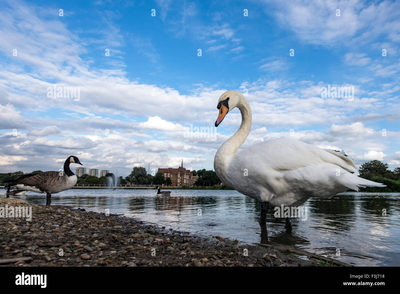 Les adultes le Cygne tuberculé (Cygnus olor) dans l'eau Burgess Park, Londres, Angleterre, Grande-Bretagne, Royaume-Uni, Europe Banque D'Images