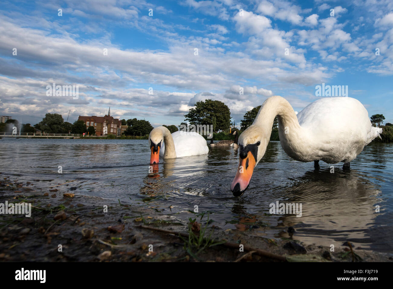 Le Cygne tuberculé (Cygnus olor) adultes se nourrissant dans l'eau parc Burgess, Londres, Angleterre, Grande-Bretagne, Royaume-Uni, Europe Banque D'Images