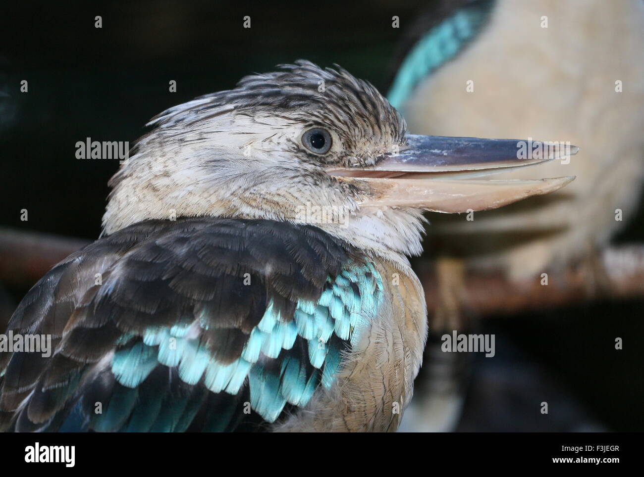 Australasian femelle Blue winged kookaburra (Kingfisher Dacelo hedychrum) Banque D'Images