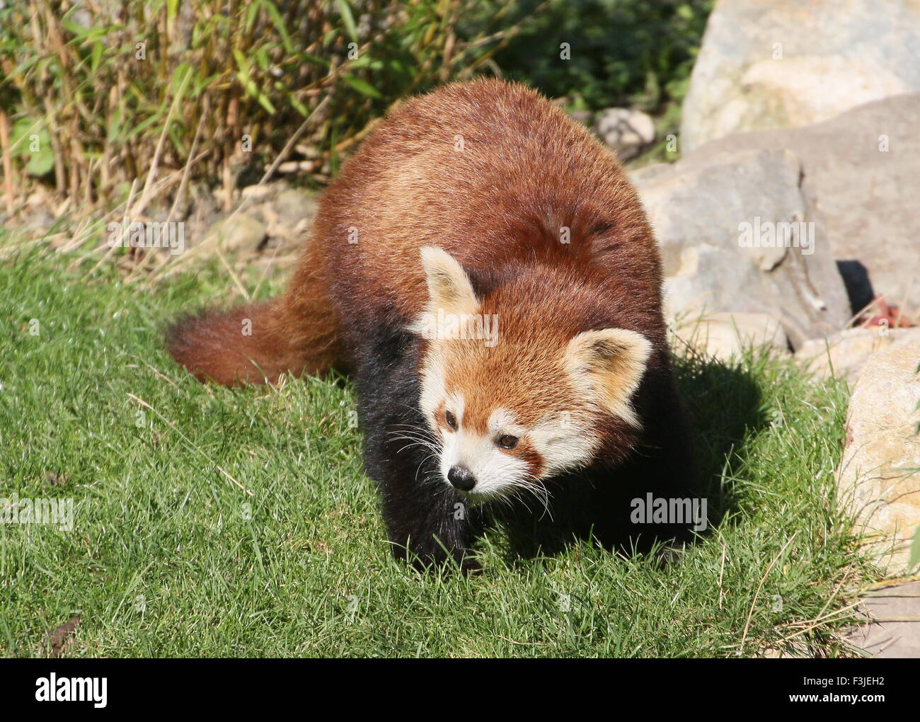 Panda rouge asiatique (Ailurus fulgens) sur le prowl,occupé à explorer et du flair pour un sentier Banque D'Images