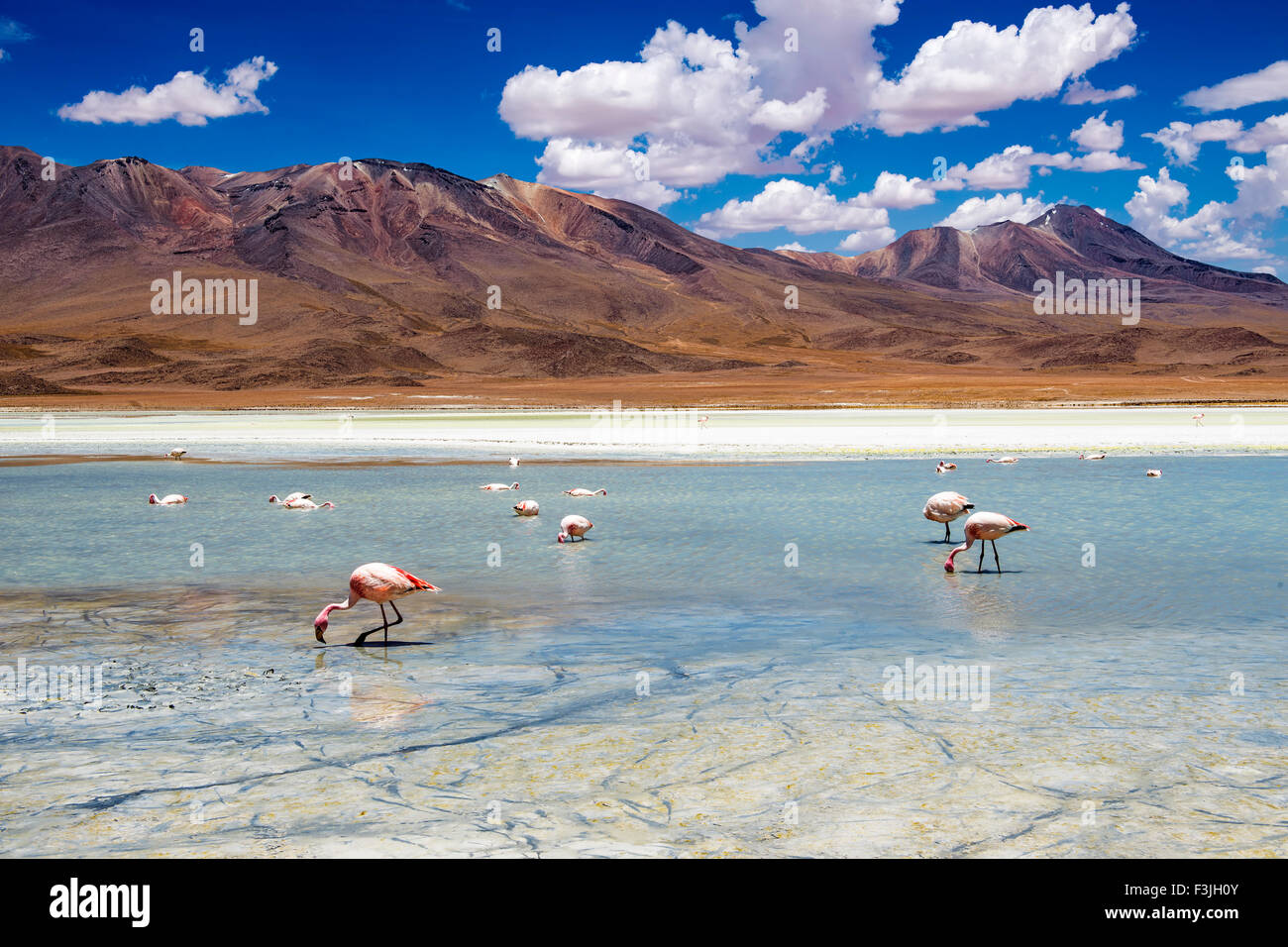 Flamants Roses dans une lagune dans l'Altiplano bolivien Banque D'Images Flamants Roses dans une lagune dans l'Altiplano bolivien Banque D'Images