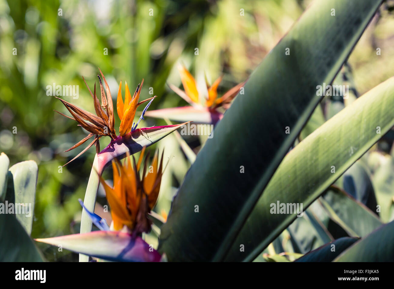 Strelitzia reginae, un oiseau de paradis Banque D'Images