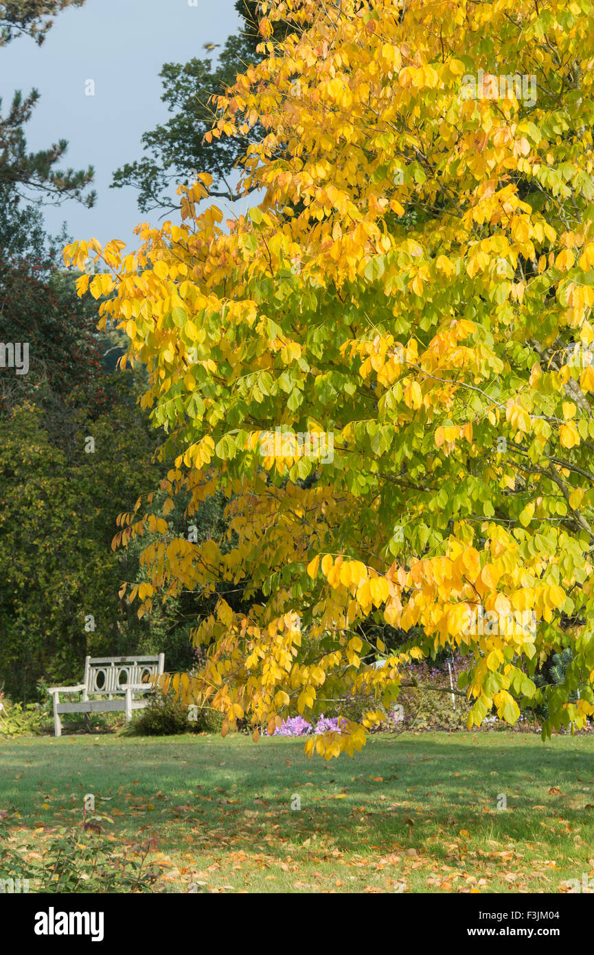 Cladrastis kentukea. Kentucky / American yellowwood arbre podocarpus jaunissent en automne à RHS Wisley, Surrey, Angleterre Banque D'Images