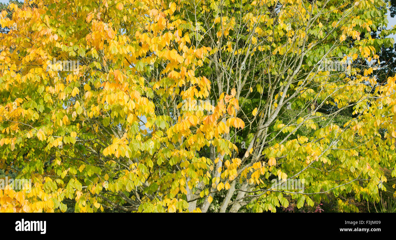 Cladrastis kentukea . Kentucky / podocarpus podocarpus américain les feuilles des arbres jaunissent en automne. UK Banque D'Images