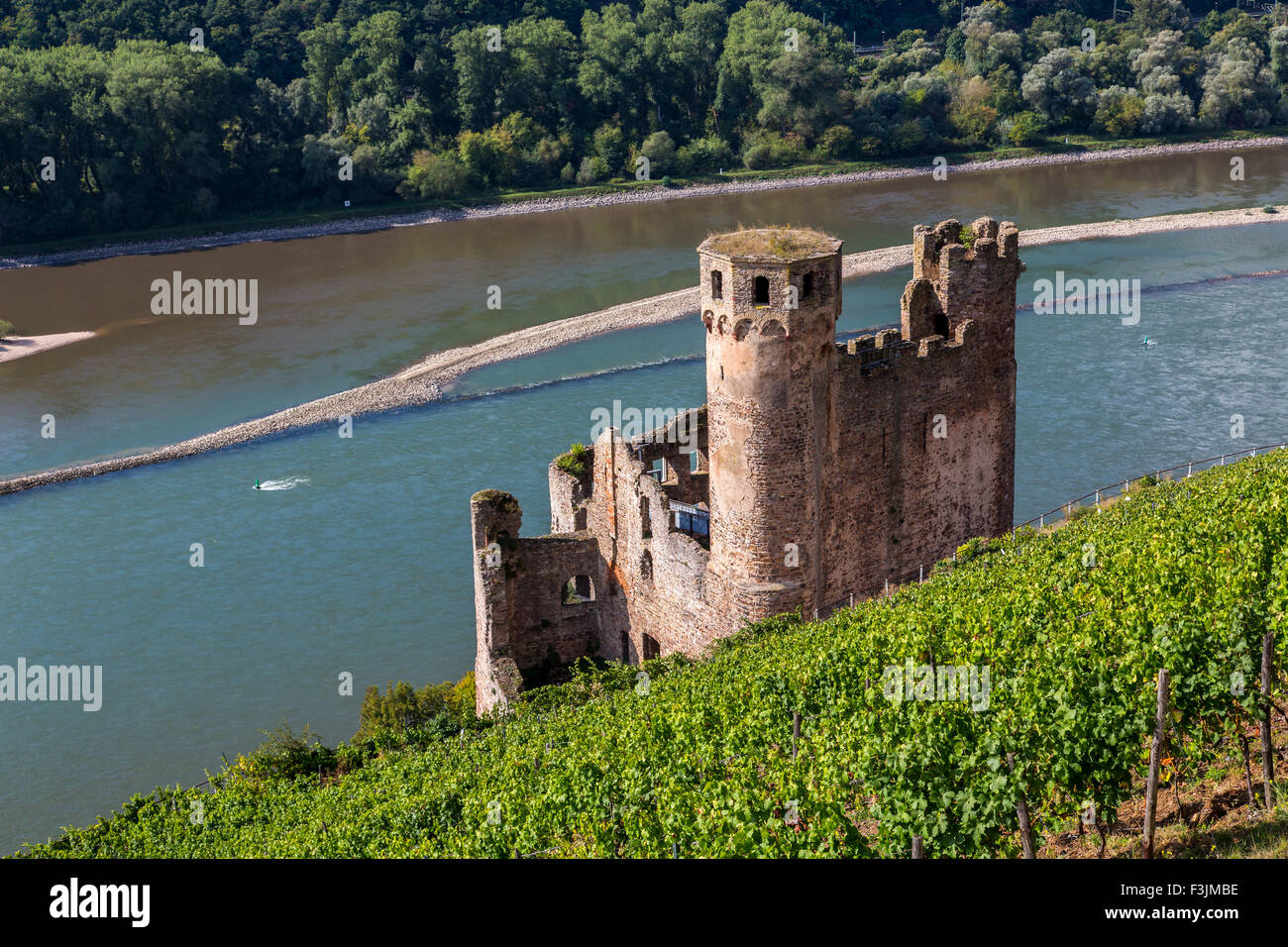 Ruines du château d'Ehrenfels dans la vallée du Haut-Rhin moyen, donnant sur le Rhin de Rüdesheim vignobles, Allemagne Banque D'Images