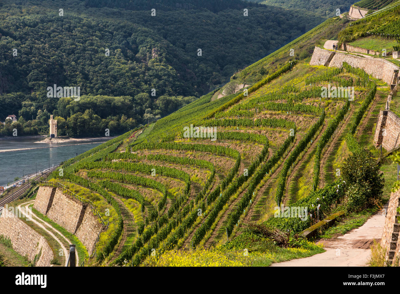 Vignes, près de Rüdesheim, vallée du Haut-Rhin moyen, Allemagne Banque D'Images