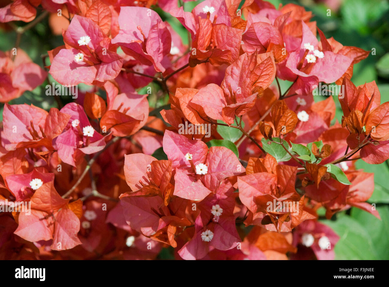 La floraison à l'hôtel Bagan bula à Jaisalmer Rajasthan ; Inde ; Banque D'Images