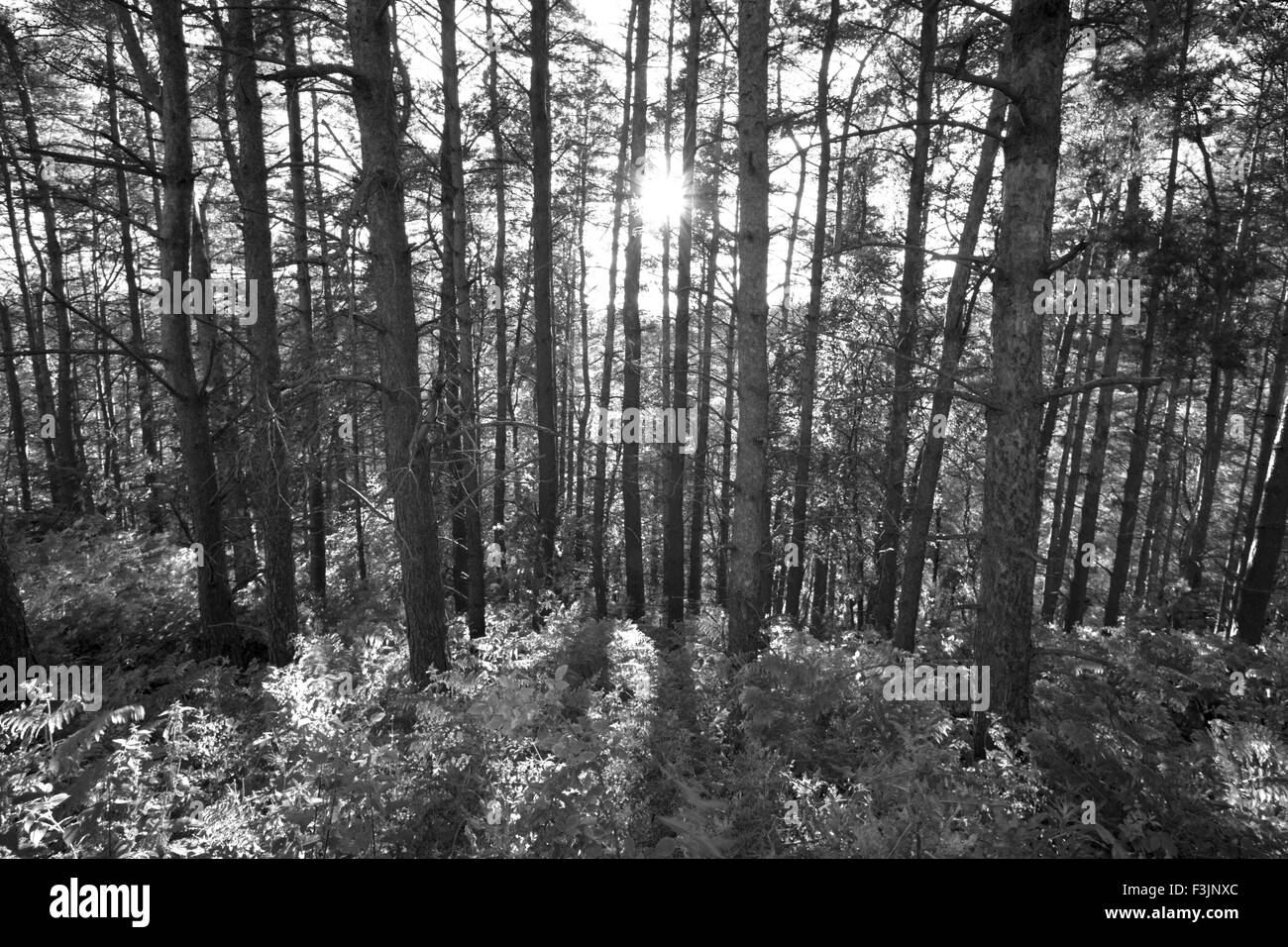 Une étude en noir et blanc de l'oeil du soleil à travers les arbres près de Beeley Moor dans le Derbyshire Banque D'Images