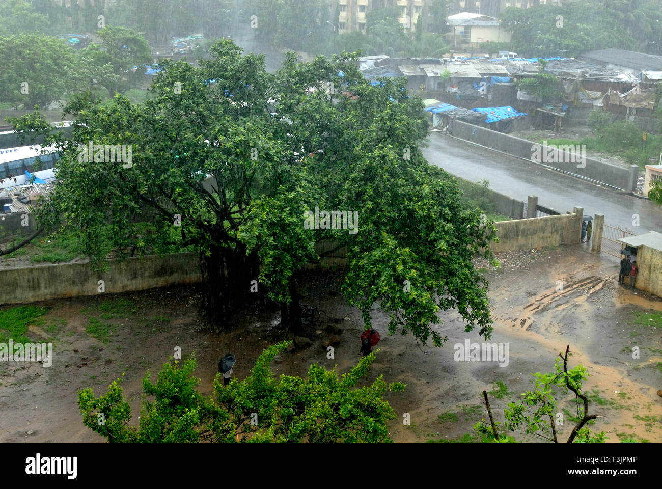 Tree Road West Dahisar pluie Bombay Mumbai Maharashtra Inde Asie Banque D'Images