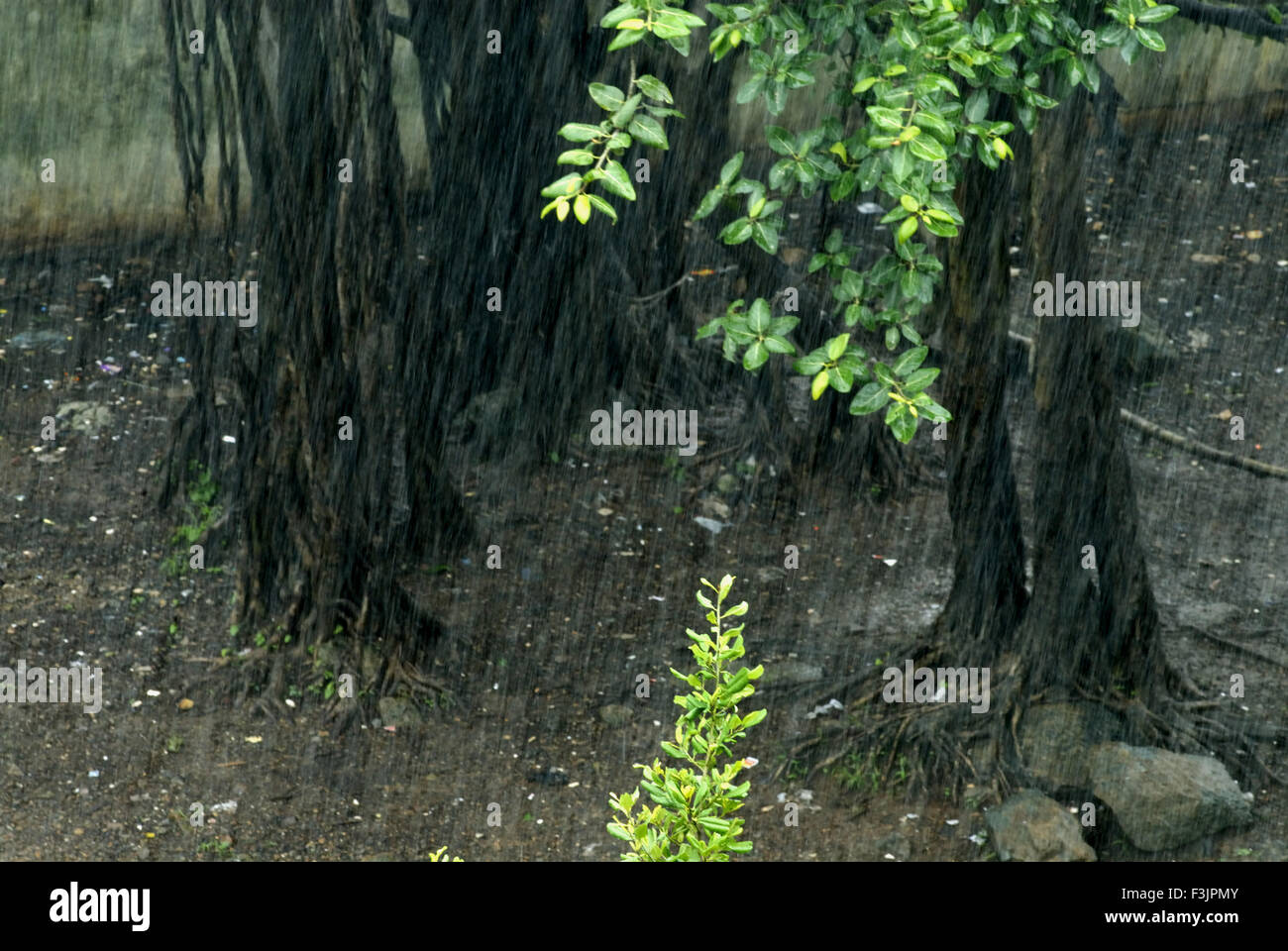 La pluie avec en ordre décroissant les racines des banians à Dahisar West Bombay Mumbai Maharashtra Inde Asie Banque D'Images