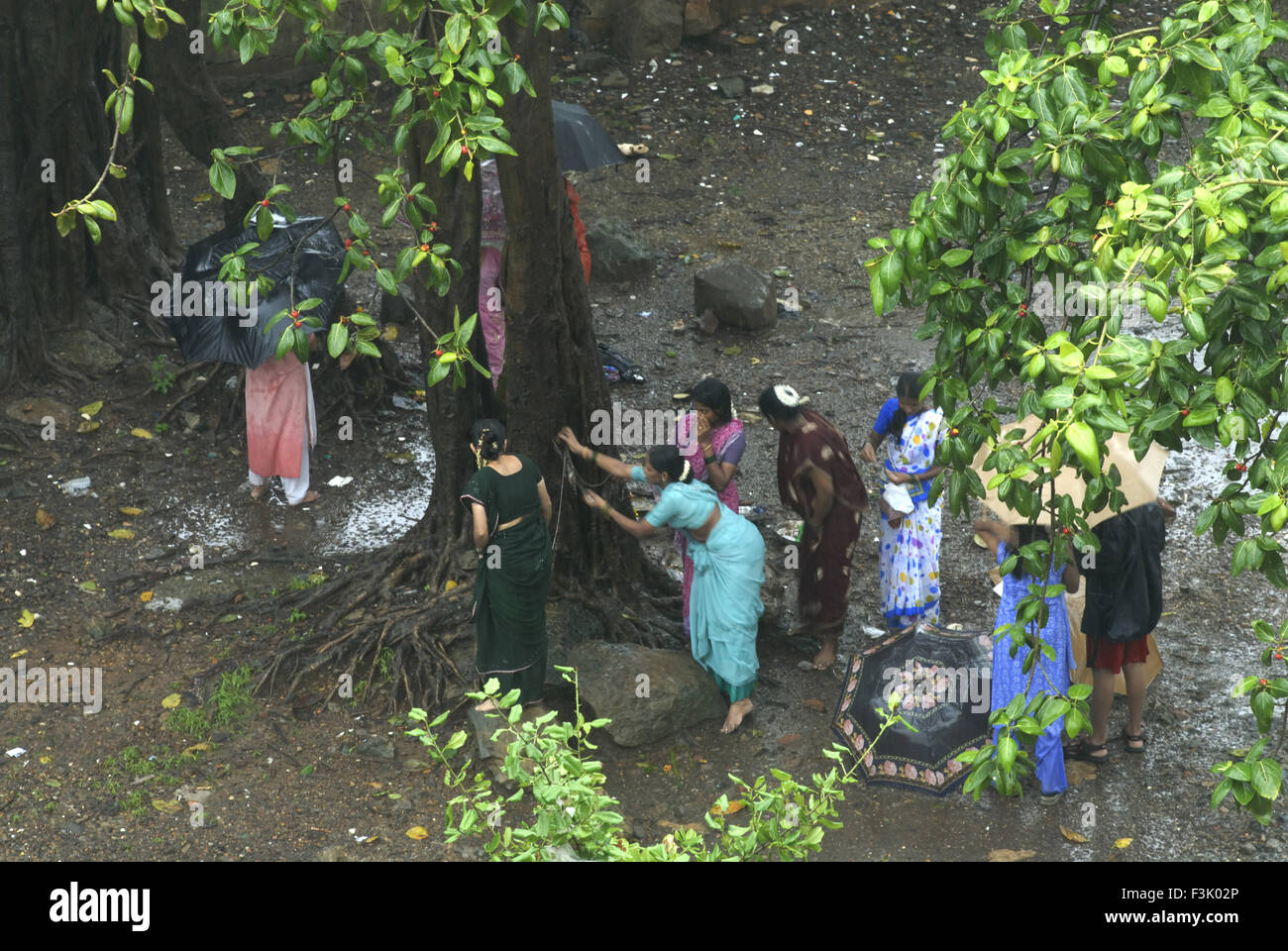 Vue aérienne de femmes adorant Banyan Tree Savitri tva festival célébré