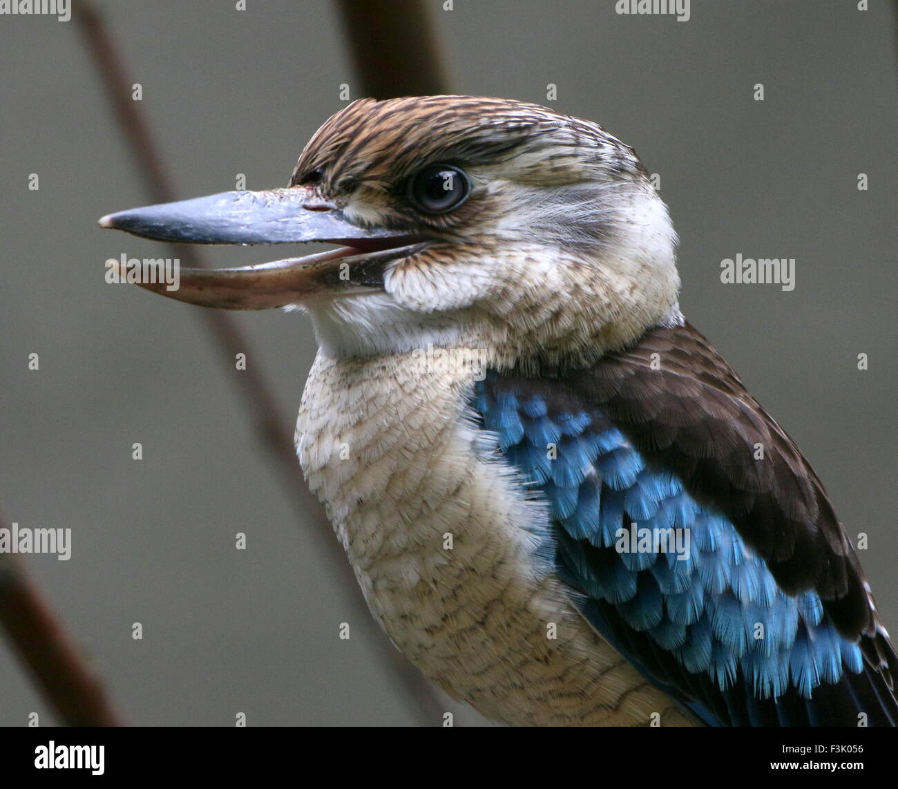 L'Australie et de l'homme chasseur géant bleu Kingfisher (Dacelo hedychrum) Banque D'Images