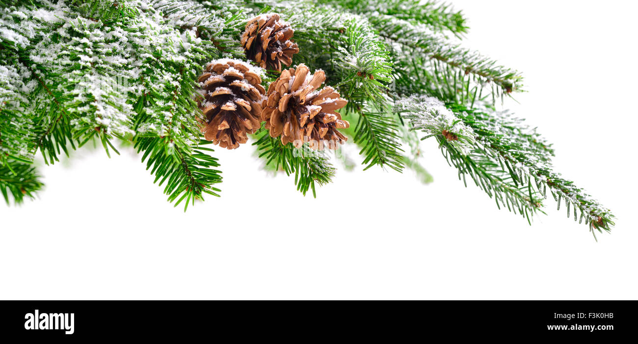De branches de sapin et de cônes dans frais vert, légèrement recouverte de neige, avec fond copyspace blanc pur Banque D'Images