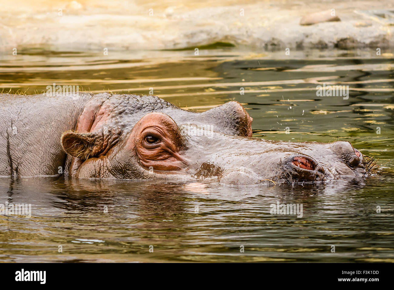 La tête d'hippopotame Hippopotamus amphibius, ou de l'hippopotame, est un grand mammifère herbivore, principalement Banque D'Images